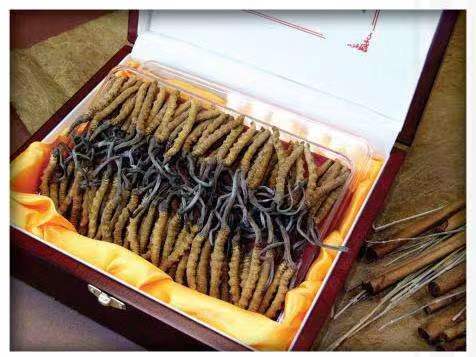 北泉镇冬虫夏草回收